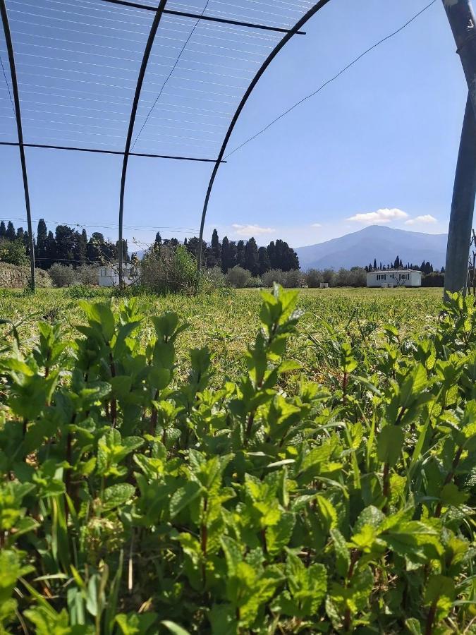 Le Mas Del Cargol Palau-del-Vidre Esterno foto
